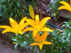 Dwarf Asian Lily Tiny Dessert (closeup).jpg
