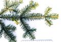 Foliage