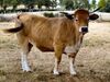 Vache Aubrac.jpg