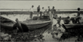 Brazil nuts being loaded onto flatboats, early 20th century