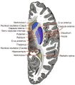 Horizontal section of right cerebral hemisphere.