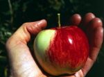 95apple.jpeg