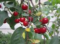 Ripe sour cherries and their leaves, Iran