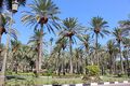 Montazah Garden 00 (15).JPG