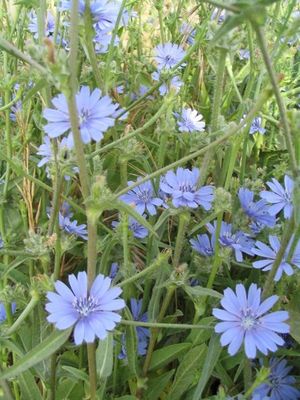 449px-Cichorium pumilum.jpg