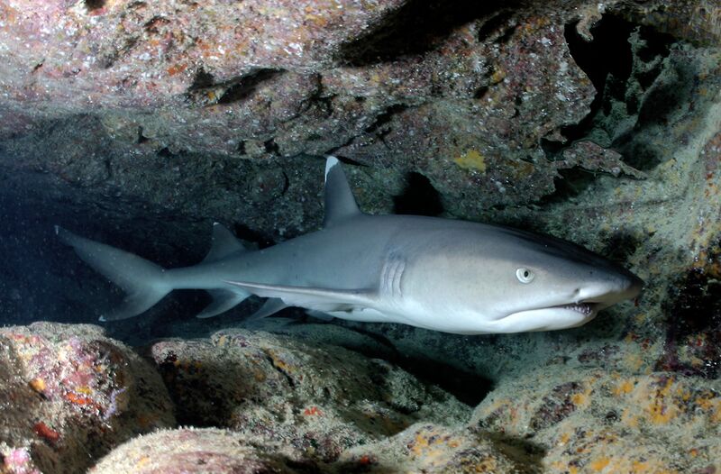 ملف:Carcharhinus albimarginatus-shark.jpg