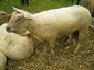 Mouton Charollais.JPG