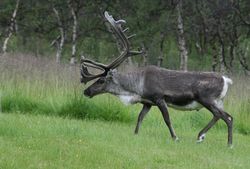 Reinbukken på frisk grønt beite. - panoramio.jpg