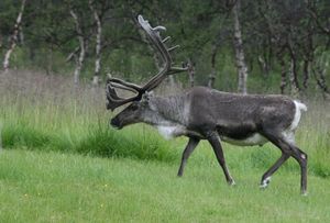 Reinbukken på frisk grønt beite. - panoramio.jpg