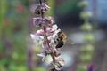 Western honey bee collecting nectar from small flowers. McKinney, Texas.