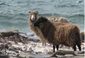 North ron sheep.jpg