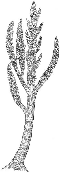ملف:Prototaxites Dawson1888.PNG