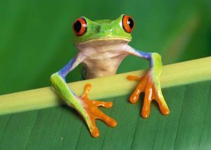 Red-eyed tree frog.jpg