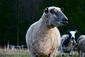 File-Shorn Wensleydale.jpg