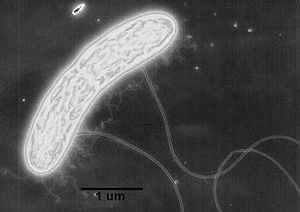 G.metallidreducens.jpg