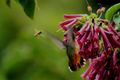 Hummingbird and honey bee sizes compared