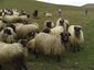 Karayaka-Sheep-1.jpg