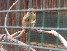 Zoopark Zajezd CZ Miopithecus oguensis 140.jpg