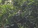 Brownea leucantha.JPG