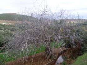 Demnate tree.JPG