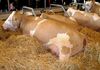 Simmental-vache.JPG