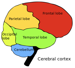 ملف:Brainlobes.svg