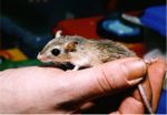 Gerbillus amoenus.jpg