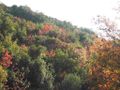 Pistacia adds red to the landscape