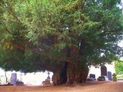 The Estry Yew, Normandy, France