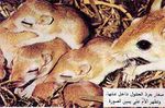 Gerbillus campestris.jpg