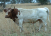 Pineywoods Bull image available- www.pcrba.org.png