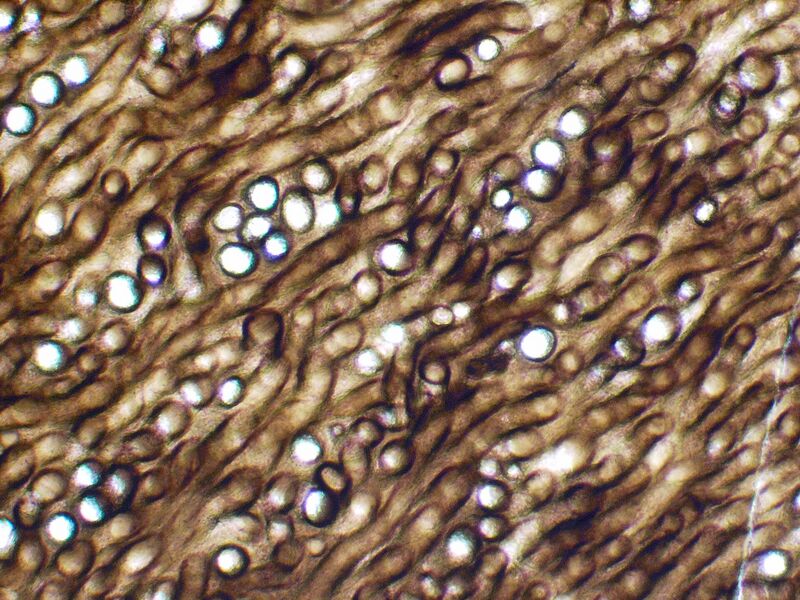ملف:Prototaxm10.JPG
