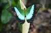 Papilio buddha Westwood, 1872 – Malabar Banded Peacock at Peravoor (1).jpg