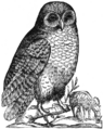 Purdue Owl