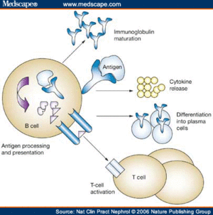 Rituximab.gif