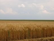 The plains of the Beauce