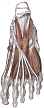 Plantar aspects of foot, varying depths (superficial to deep)
