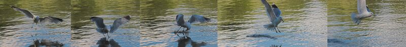 ملف:Larus Canus Fishing Sequence.jpg