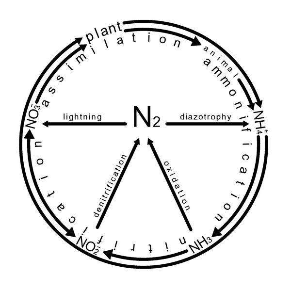 ملف:Nitrogen cycle.jpg
