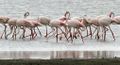 Greater Flamingoes Phoenicopterus roseus feeding