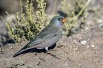 Trumpeter Finch - Morocco 07 2921 (23051137061).jpg