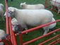 Galway (Breed of Sheep).JPG