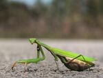 Have you seen my husband - Flickr - Mamonello.jpg