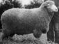 Bond sheep.jpg