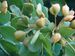 Starr 070727-7626 Guaiacum officinale.jpg