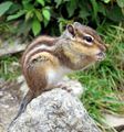 Eutamias sibiricus, السنجاب السيبيري