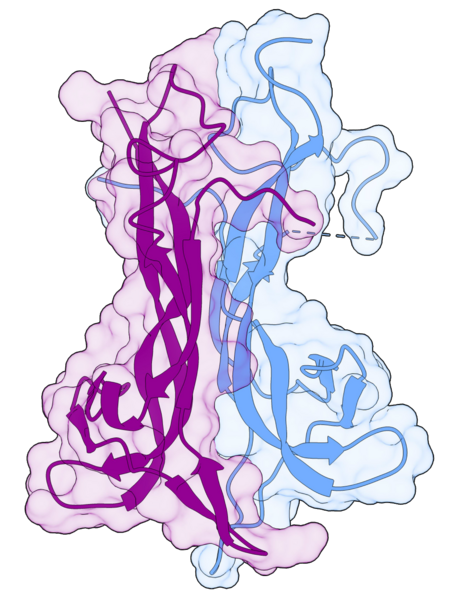 ملف:BDNF NT4.png