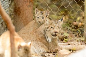 A Canada lynx kitten and its mother resting on the ground