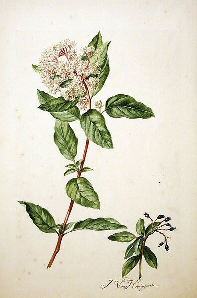 ملف:Viburnum tinus00.jpg
