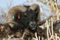 Hebridean ram closeup.jpg